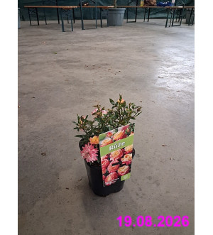 Rosa miniature 'Tricolor' C 1,4 L
